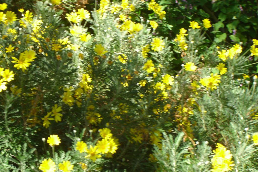 רוברטסון Cedar Lodge Guest House מראה חיצוני תמונה